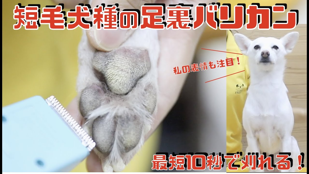 短毛種の足裏バリカンを解説！慣れれば最短1本10秒で足裏の毛が刈れます