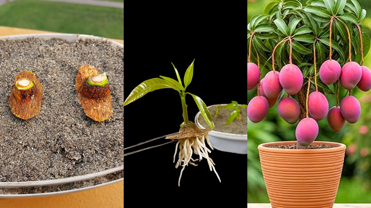 The unique way to grow mango plant at home from bark || 100% successful idea for seasonal planting