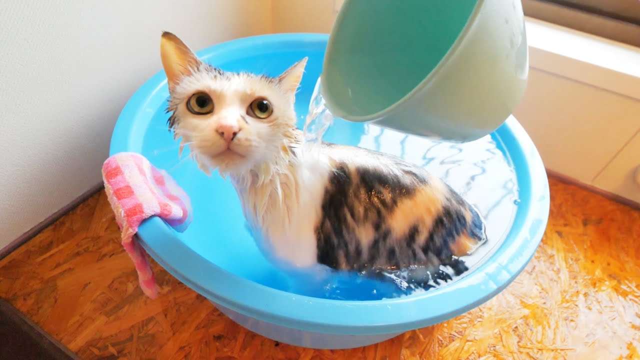 かけ湯が気持ち良くて極楽な猫【ネコ吉お風呂】