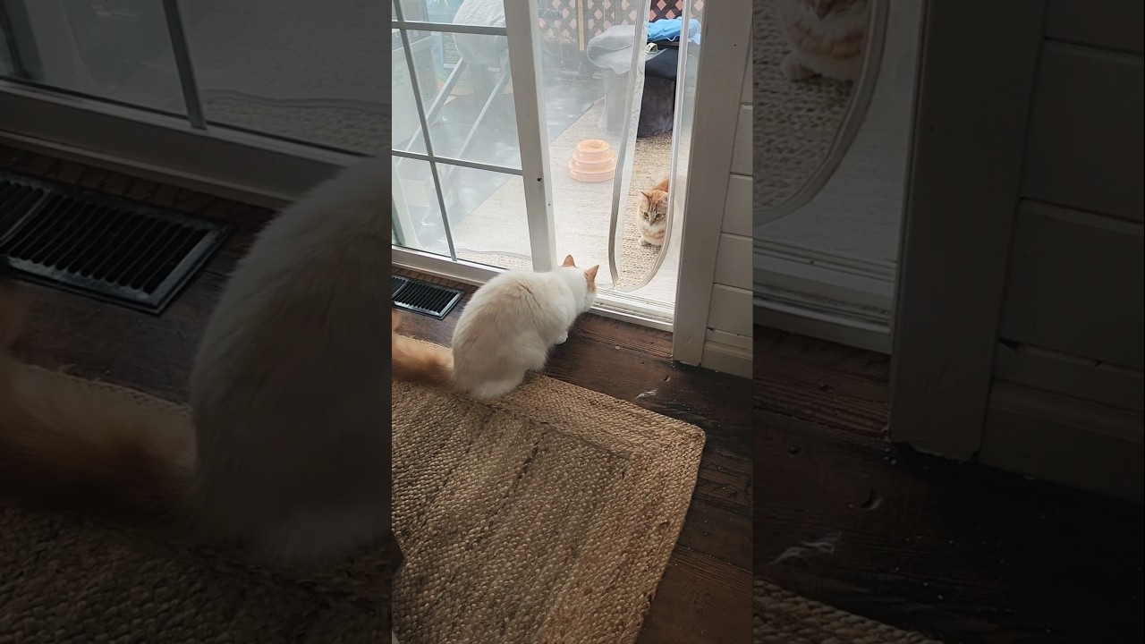 Cat Ninjutsu Skill 2-Casual Ambush!😹🥷