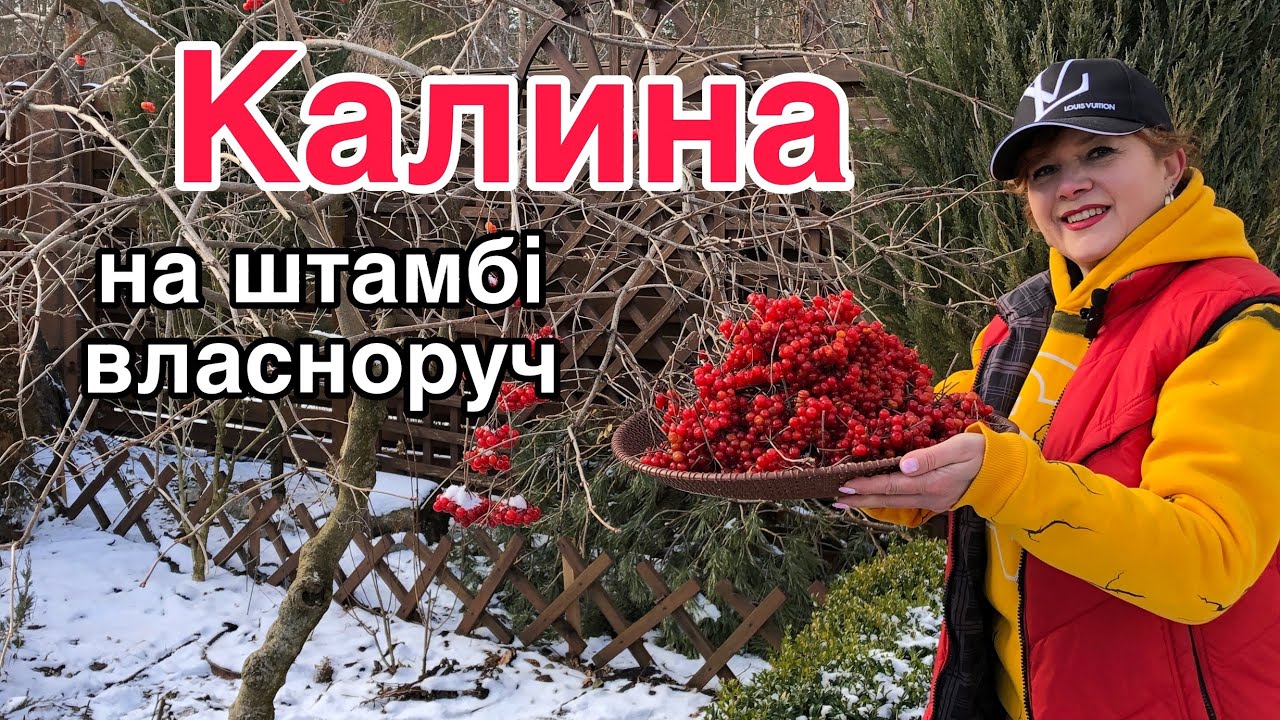 Калина.СУПЕР СОРТ на штамбі.Солодка.Кущ чи дерево?