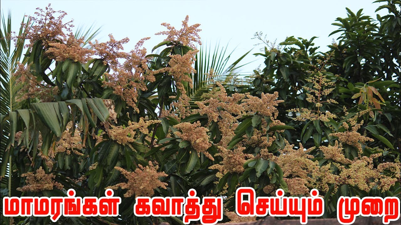 மாமரங்கள் கவாத்து செய்யும் முறை | What is the best time to prune mango trees?