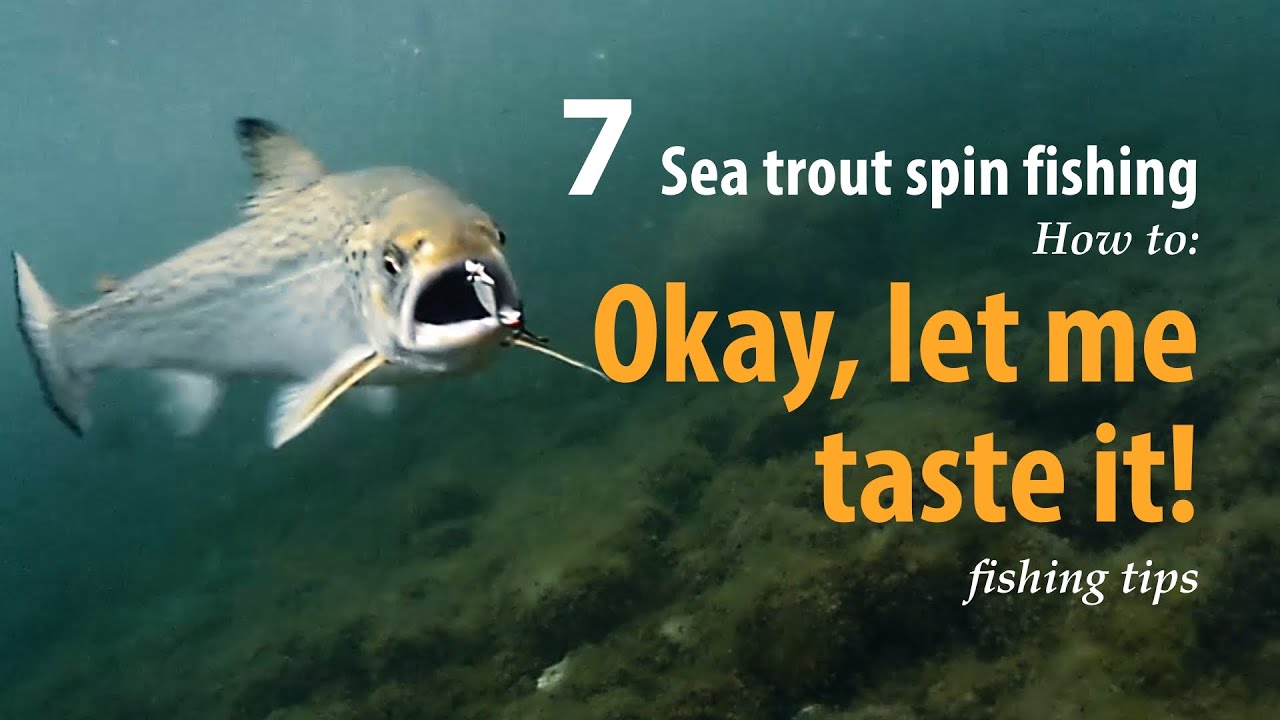 How to • Sea trout - Spin fishing • Okay, let me tast it! • fishing tips