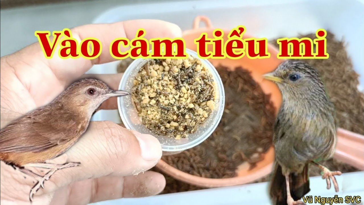 Chia sẻ cách vào cám cho chim tiểu mi và một số lưu ý khi nuôi loại chim có giọng hót cực hay này.