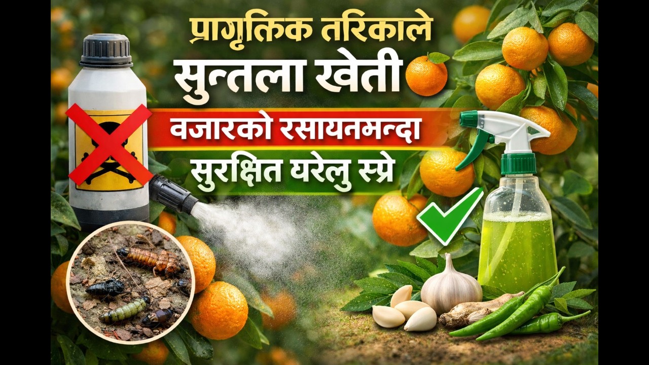 सुन्तला बिग्रिँदै गयो, त्यसैले जडीबुटी अपनायौं // suntala kheti nepal