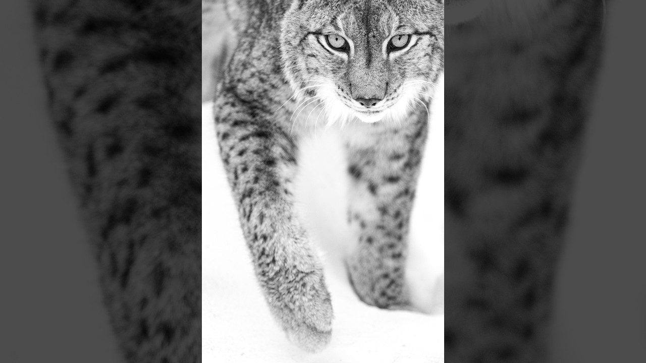 WINTER LUCHS