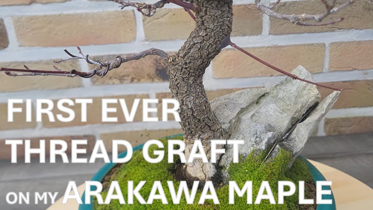 Acer Palmatum Arakawa [02-11-2025]