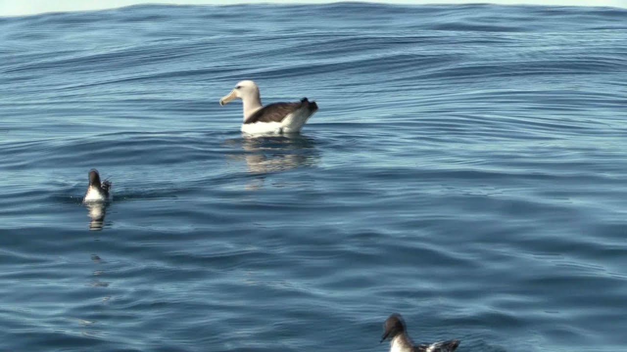 Salvin's Albatross resting and feeding on Warty Squid DNN Kaikoura 19 Feb 2020