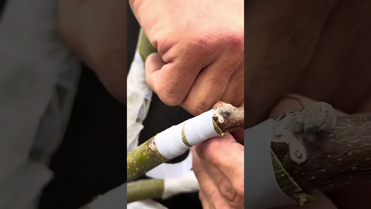 Aşı bandı ile sardık #youtube #y&ouml;ntem #garden #aşılama #keşfet #ceviz #keşfetbeni&ouml;ne&ccedil;ıkar #agac