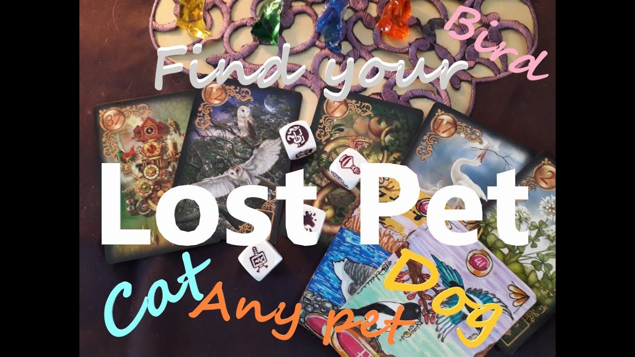 Find your lost pet Pick a Card Tarot Reading