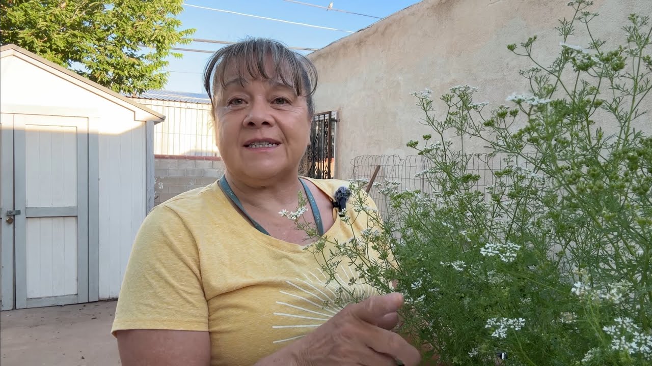 Zone7NM 🌞Summer Solstice Tour 2025 ~ Herb Seeds EVERYWHERE! 🌿🍅