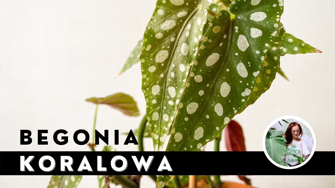 BEGONIA - uprawa, pielęgnacja, rozmnażanie. Jak dbać, o begonię koralową?