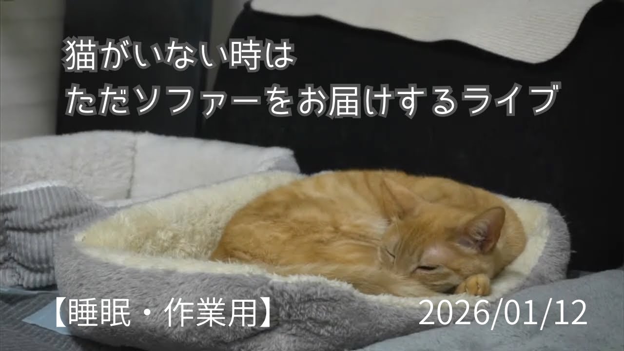 【放置Liveアーカイブ】猫が寝ずにちょろちょろしてるだけのライブ