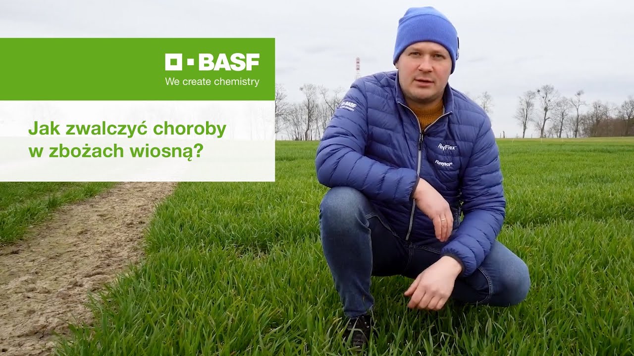 Jak zwalczyć choroby w zbożach wiosną?