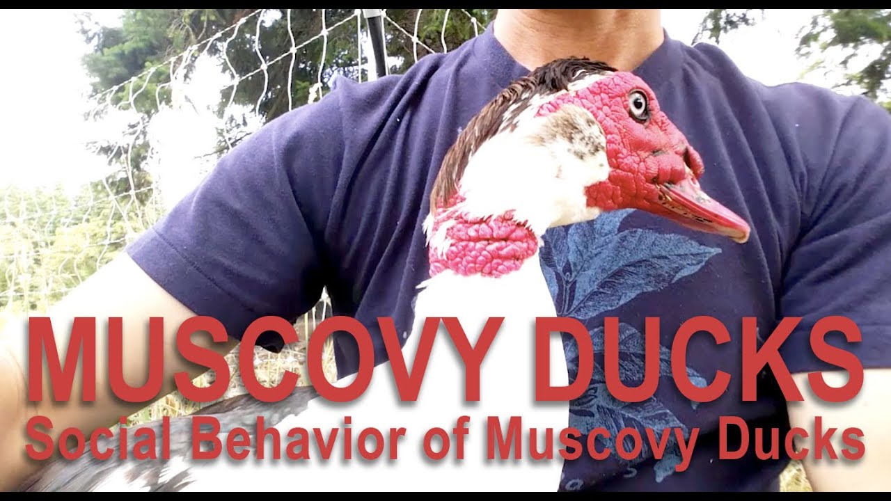 Raising Muscovy Ducks and Their Behaviors