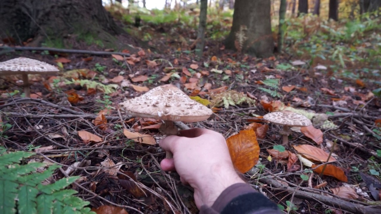Sinoblaszek czerwieniejący (czubajka czerwieniejąca) podobny do czubajki kani!