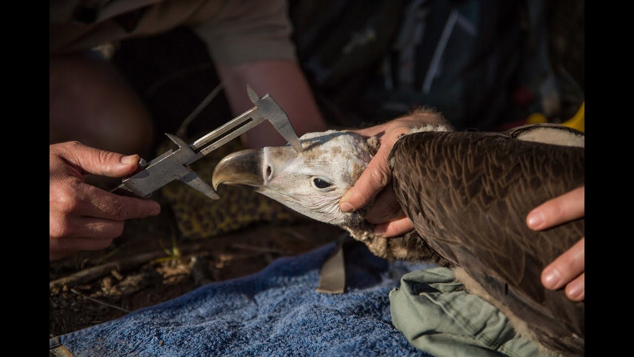 Save Southern Africa's Vultures! - Wildlife Act | Rhino Africa