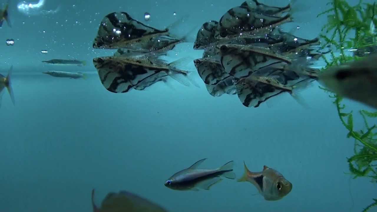 Marbled Hatchet Fish