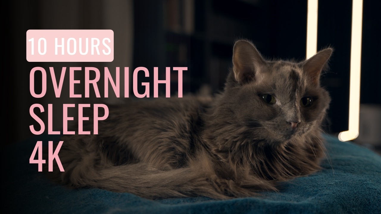 10 HOURS Cat Sleep 🌙 | Overnight Deep Rest with Diva