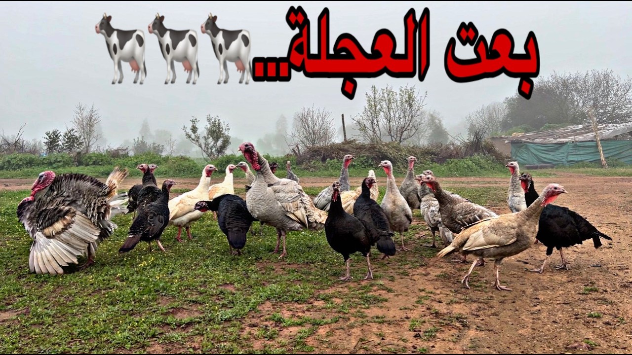 ثمن باش بعت العجلة ،شريت العلف ، حصيلة البيض عند الدجاج و الديك الرومي و الوز و البط المسكوفي