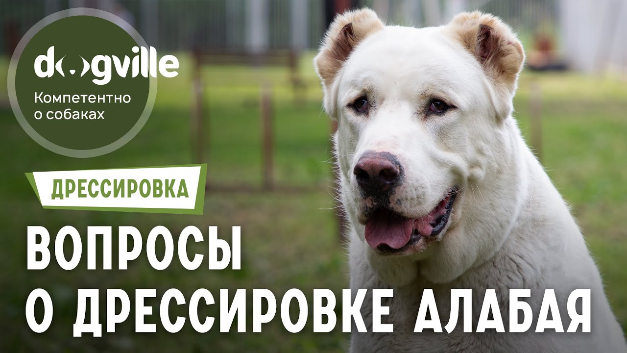 Дрессировка Алабая - Сложности, вопросы, разбор конкретных случаев