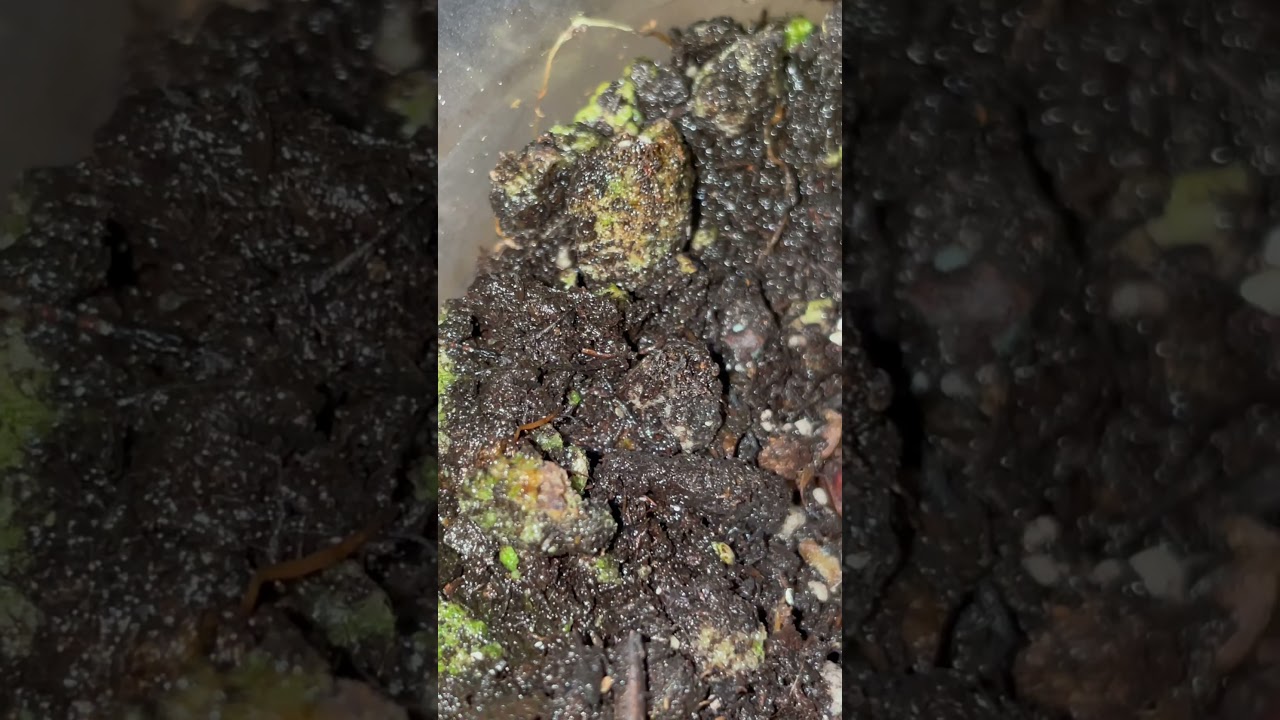 Tiny insect in soil of rooted cuttings