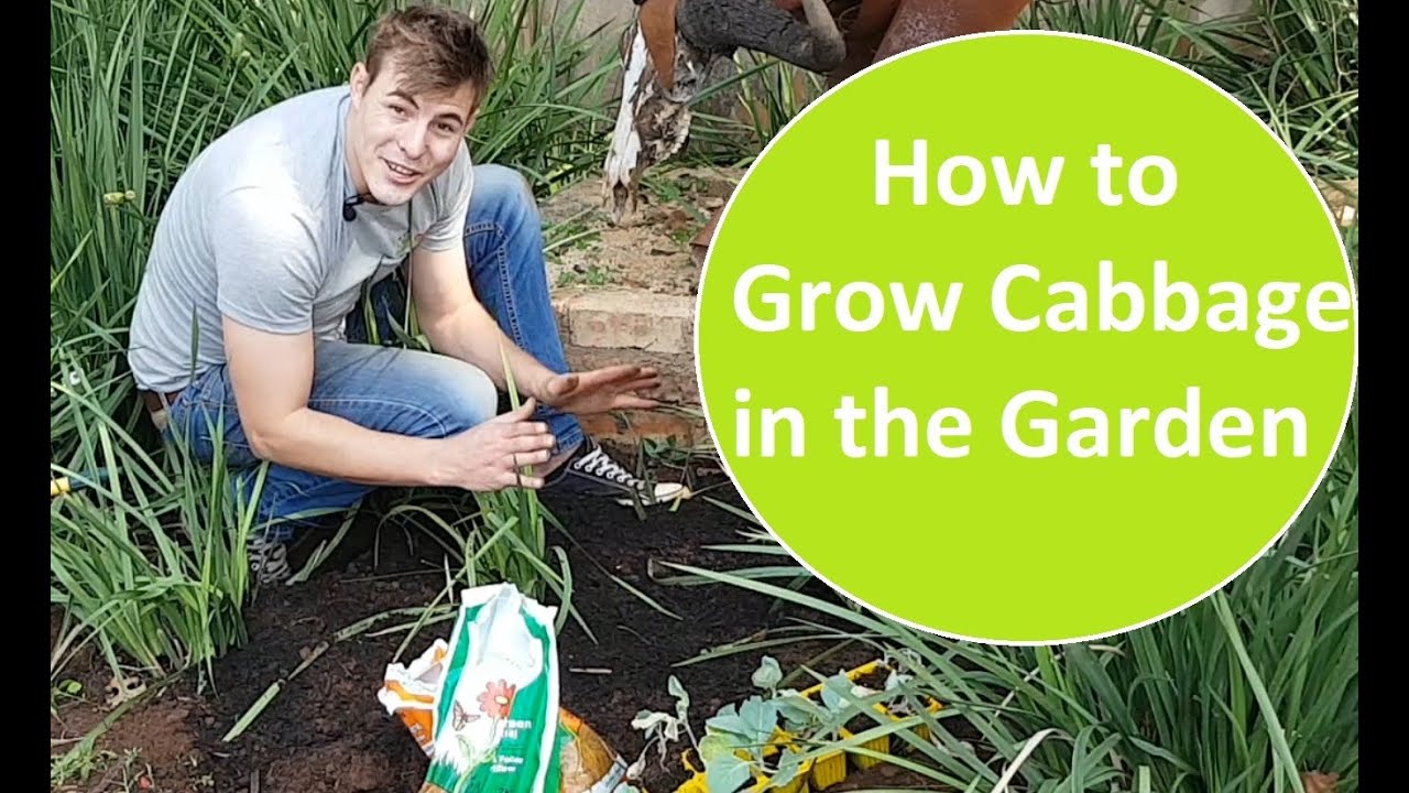 How to grow cabbage in the garden. Tips on soil prep, pests, and how to fertilize cabbage seedlings.