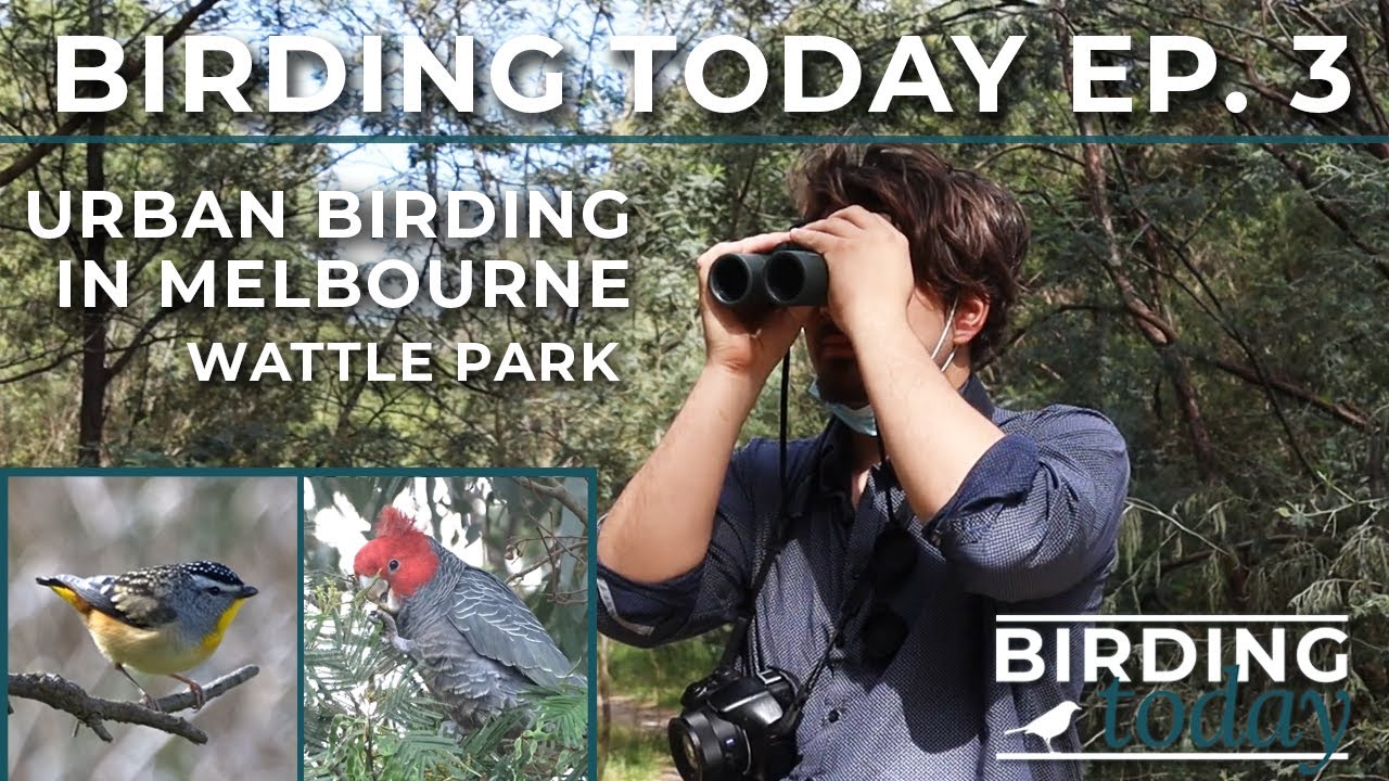 BIRDING TODAY EP. 3 | Urban Birding in Melbourne (Wattle Park) | AUSTRALIA
