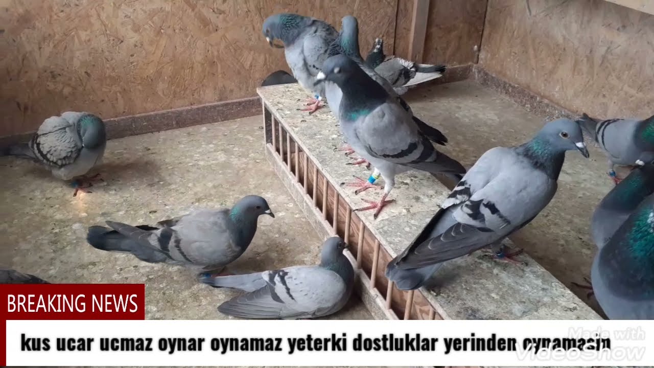 YAVRULARIN SON  DURUMU NE?ARPANIN ÖNEMI.48 VE 49 NUMARA UCUM KUMESINE GECTILER.SABAH UCUMU