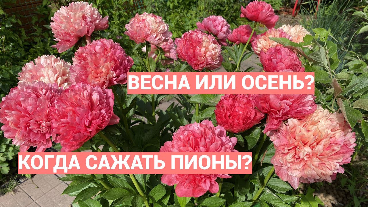 Когда сажать пионы? Весной или осенью?