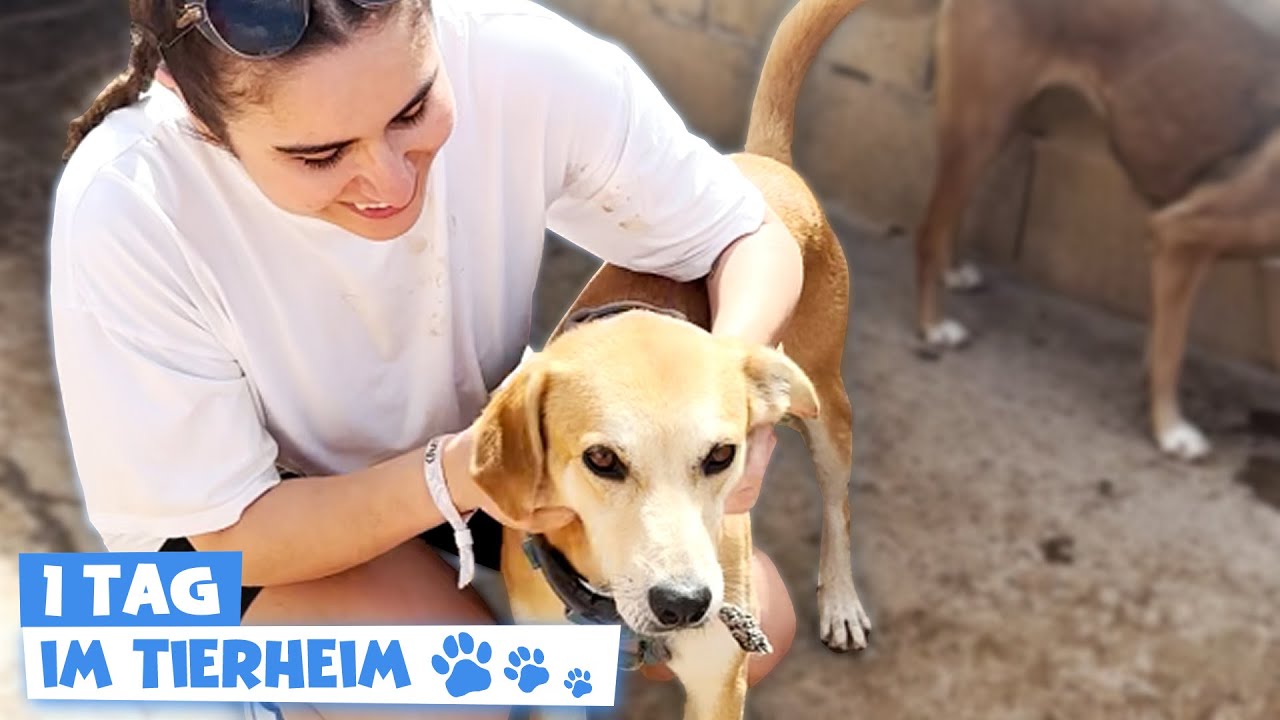 1 Tag im TIERHEIM arbeiten! Adoptiere ich einen Hund?