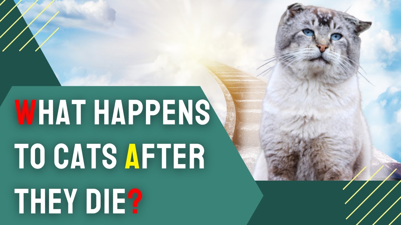 Do Cats Go to Heaven? Exploring the Afterlife of Our Feline Friends