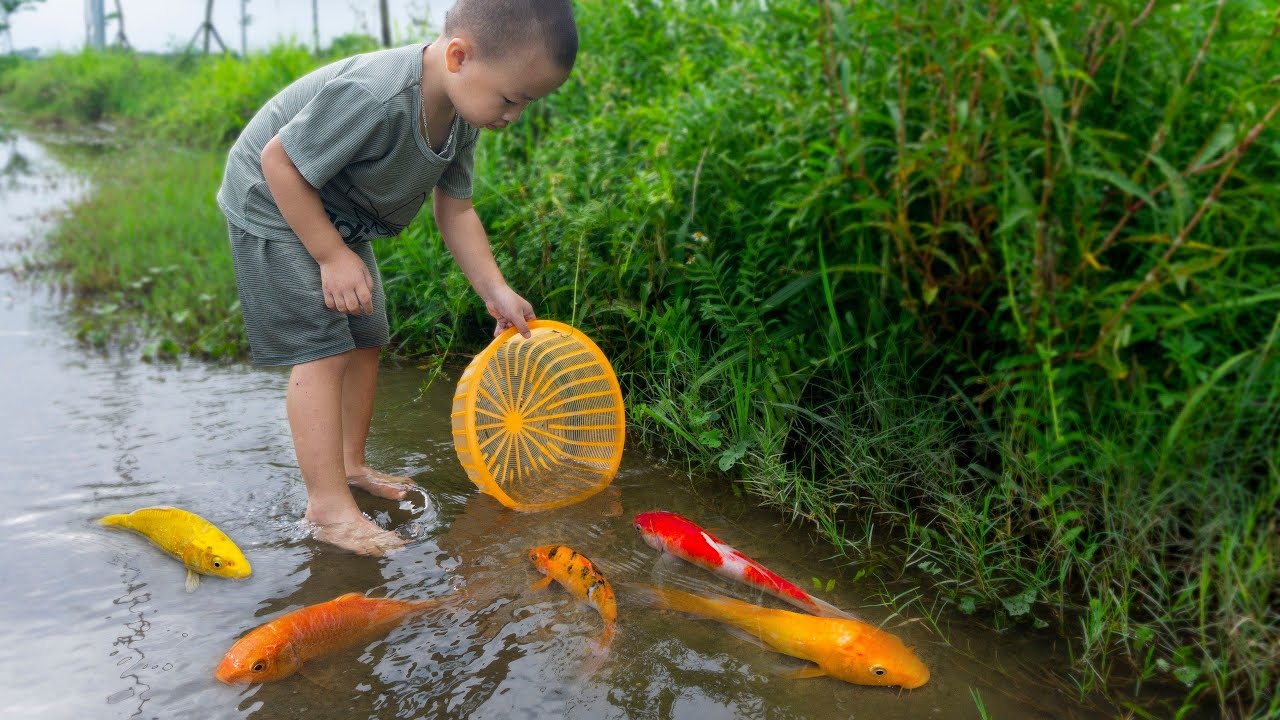 Em ổi đuổi bắt c&aacute; ch&eacute;p v&agrave;ng, c&aacute; v&agrave;ng, c&aacute; ch&eacute;p v&agrave;ng, c&aacute; koi...