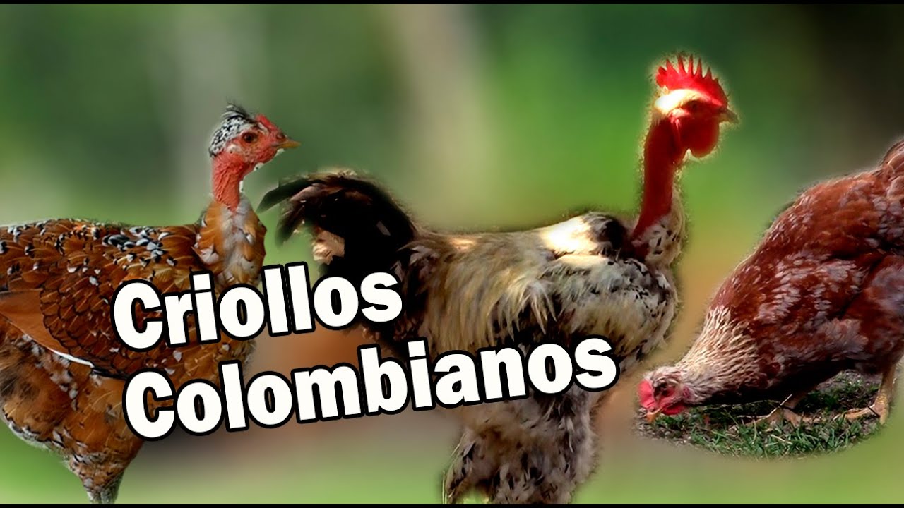 GALLINAS CRIOLLAS COLOMBIANAS