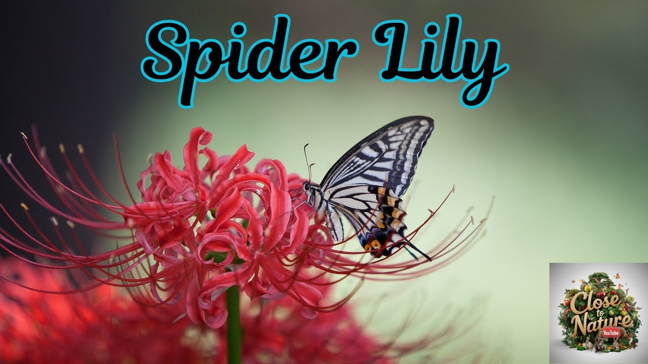 Spider Lily: The Enigmatic Flower of Myth and Legend