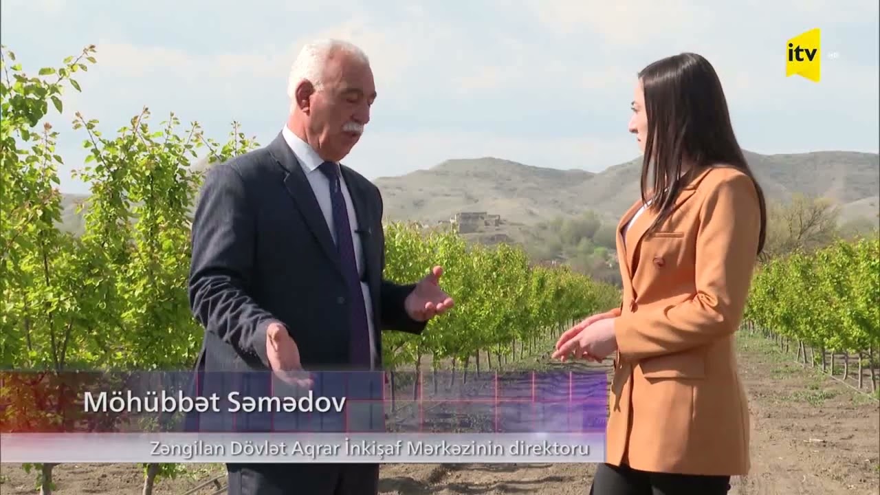 Ağalıda salınan ərik bağları -İTV (01.05.2023)