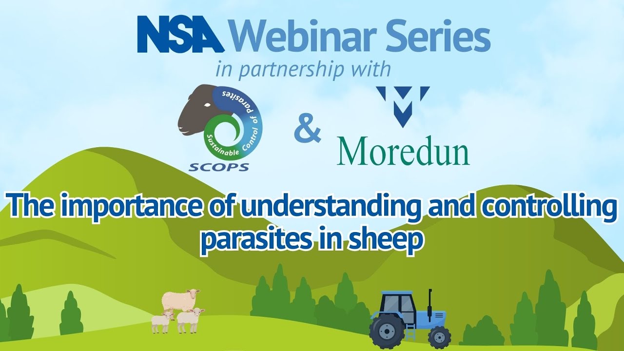 The importance of understanding and controlling parasites in sheep