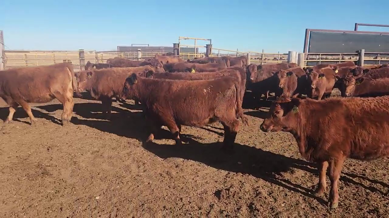 2026 Extra Fancy Red Angus Replacement Heifers