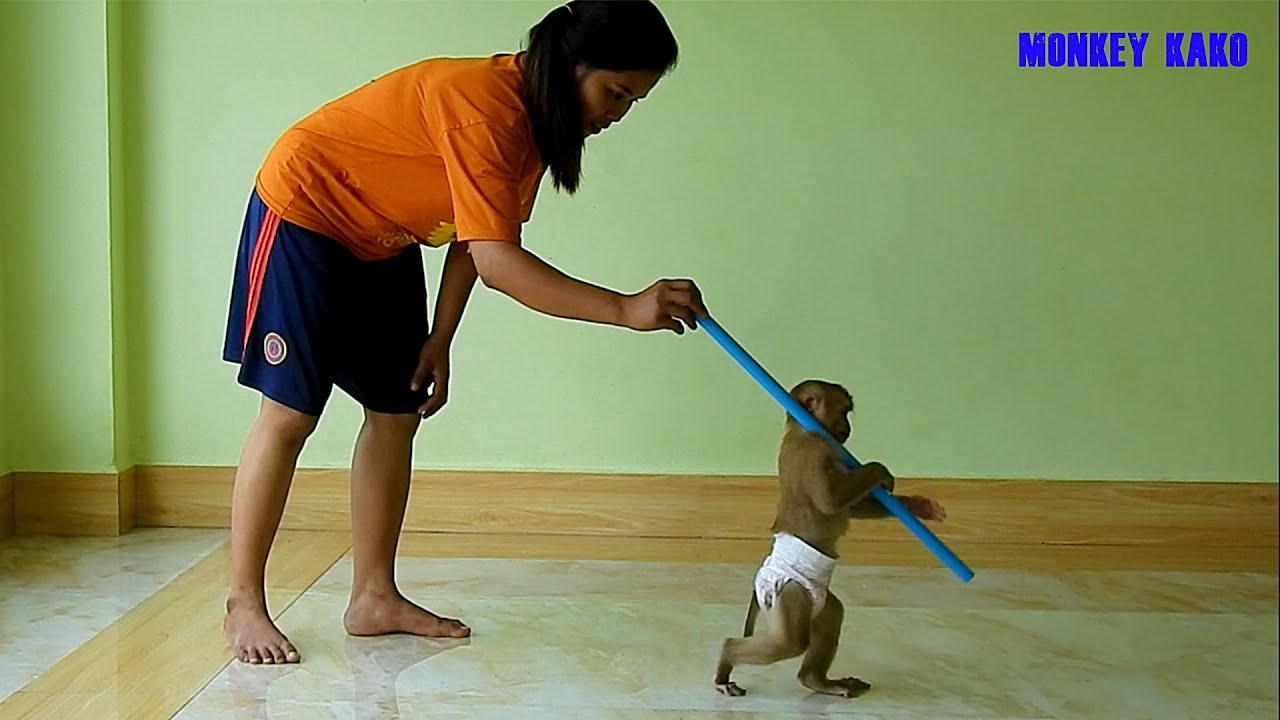 Adorable Mom Teaching Smart Monkey Kako Walking Hold PVC Pipe