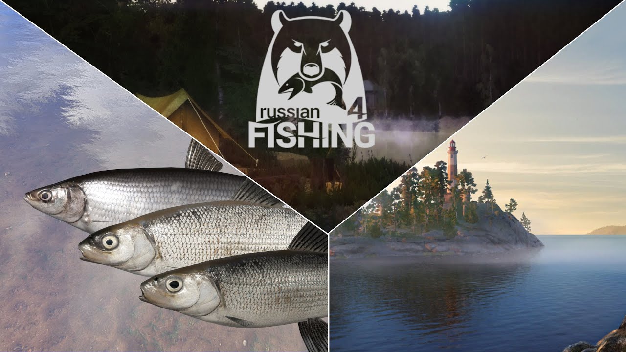 Renken und Maränen -- Spot mit Trophypotenzial! - Ehrenfischer Ladogasee | Russian Fishing 4