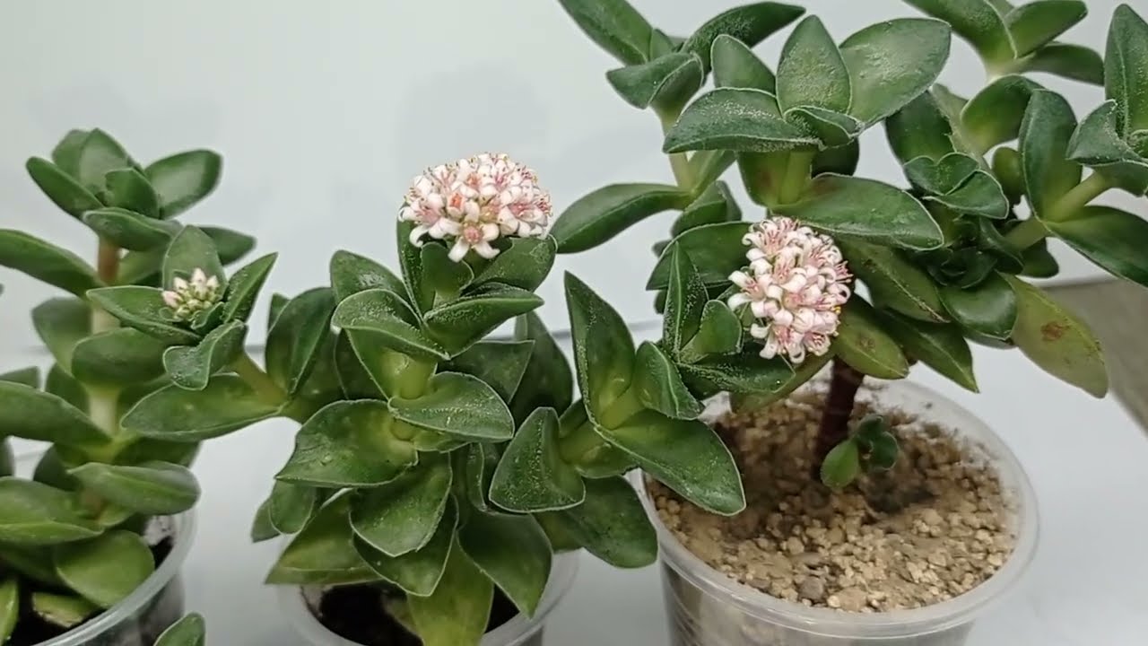 Crassula Spring Time