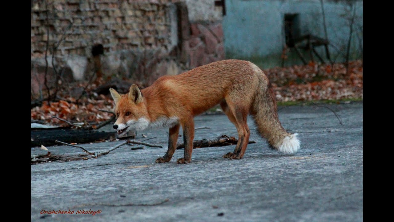 Припятский лис Семён / Lis Siemion. Fox from Pripyat