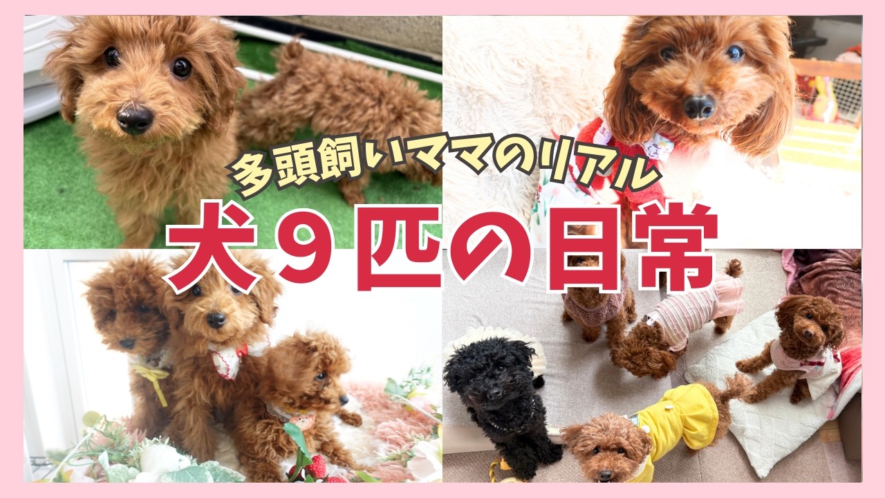 犬６匹＋子犬３匹のリアルな日常に密着！可愛すぎる迷子札も登場🐾