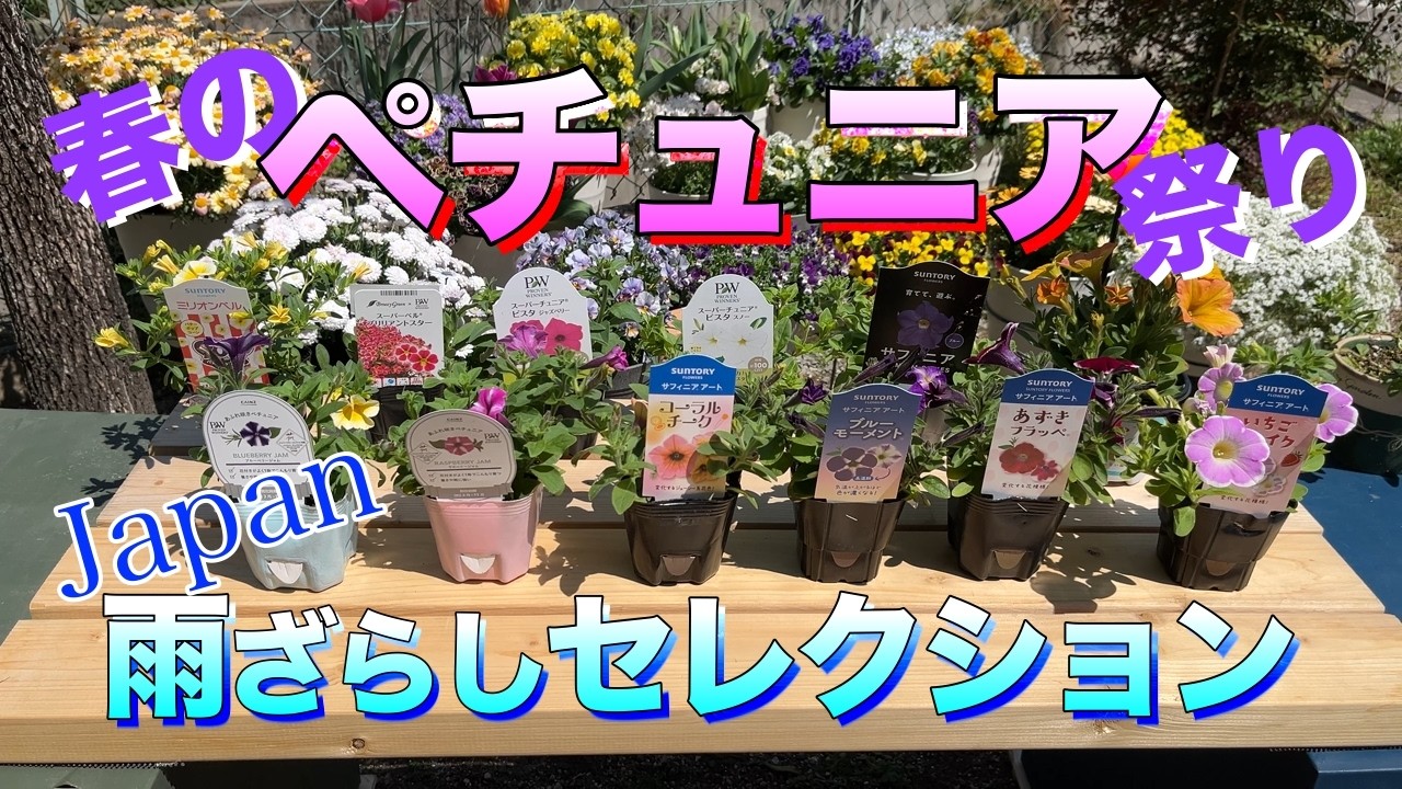 【春のペチュニア祭り】雨ざらしOK！ホームセンターを周りに回って集めた&ldquo;雨強&rdquo;セレクション！