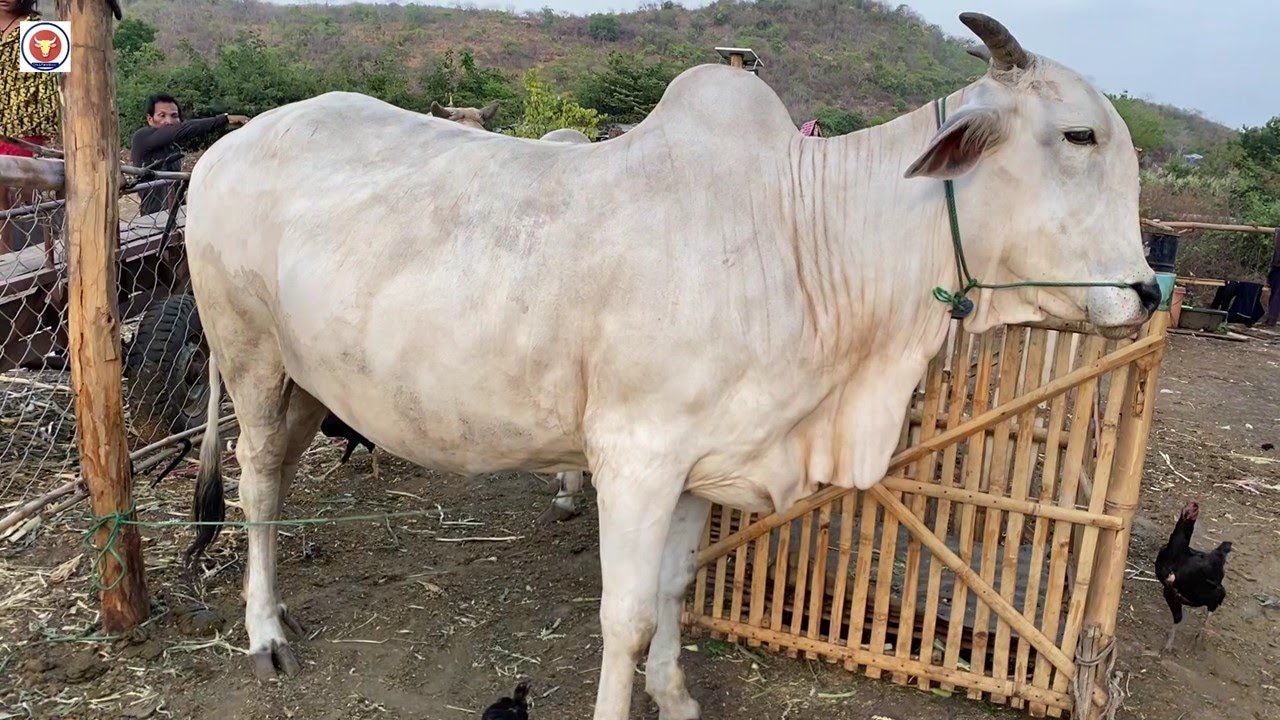 Big and white Cow video