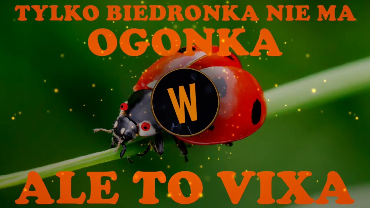 TYLKO BIEDRONKA NIE MA OGONKA ALE TO VIXA🔥🔥🔥