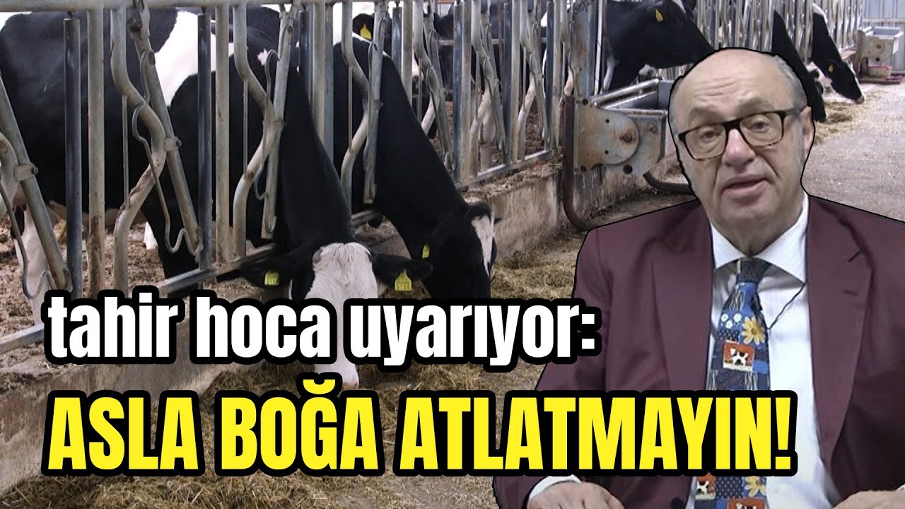 Tahir Hoca Uyarıyor: ASLA BOĞA ATLATMAYIN!