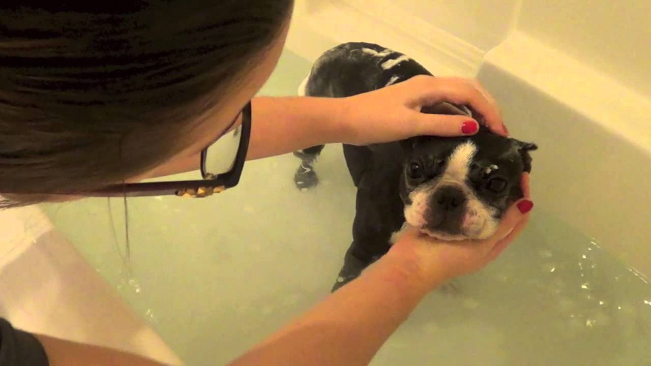 Boston Terrier Bath Time