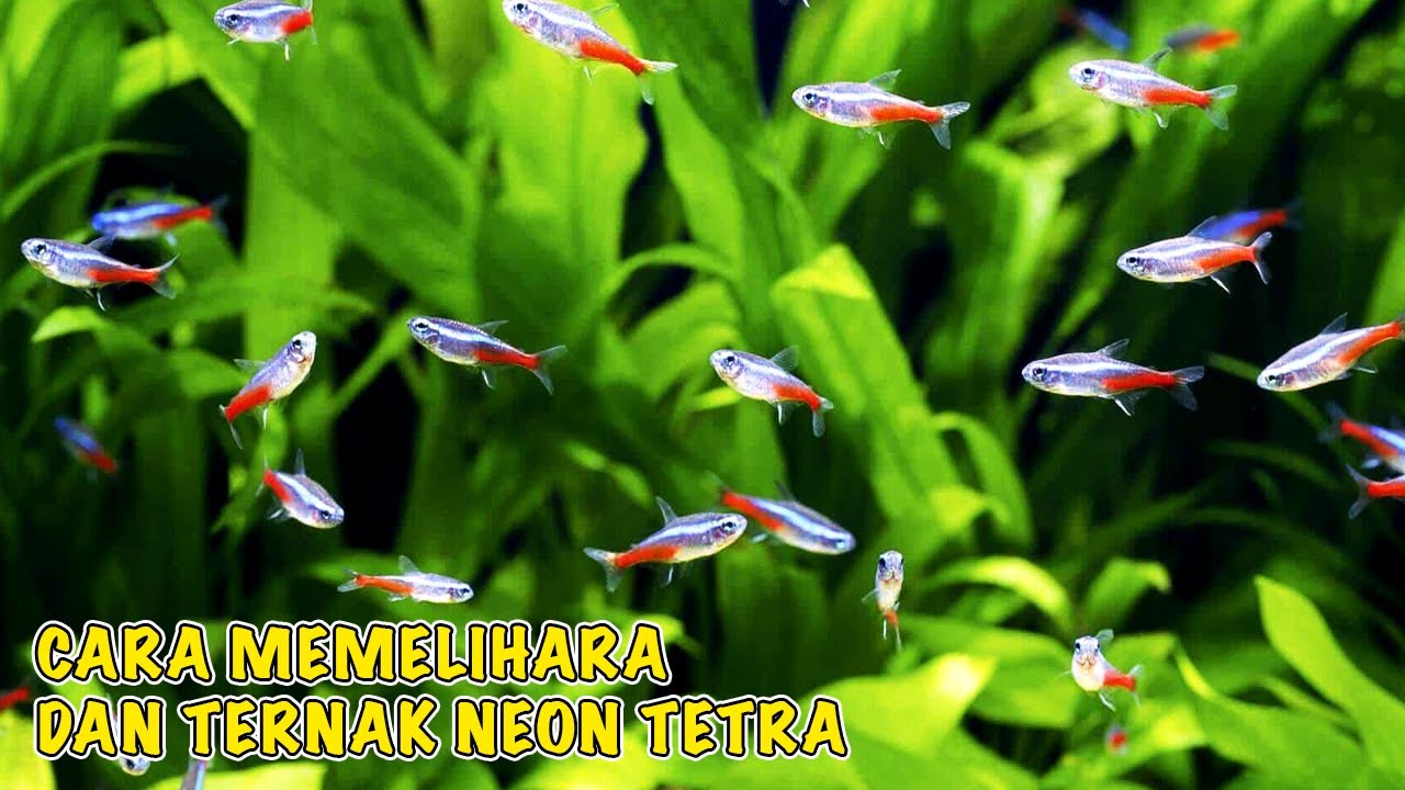 Cara memelihara dan ternak ikan Neon Tetra