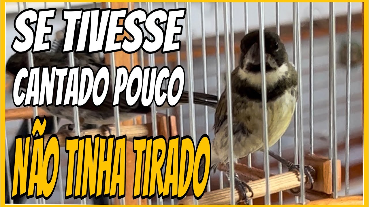 ABSURDO TIRARAM O MEU COLEIRO LARANJEIRA DA RODA TORNEIO